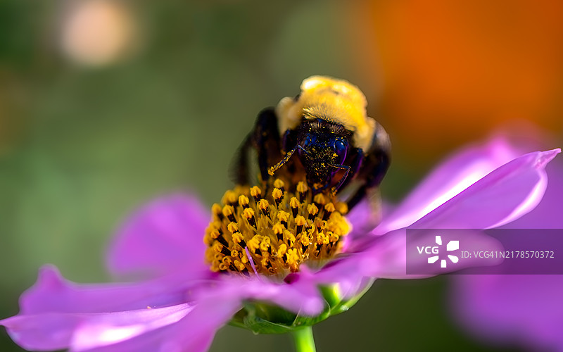 蜜蜂在花朵上的特写，科罗拉多州弗鲁伊塔，美国图片素材