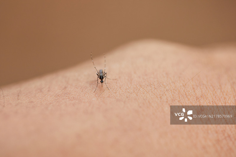 蚊子在皮肤上吸血的特写镜头图片素材