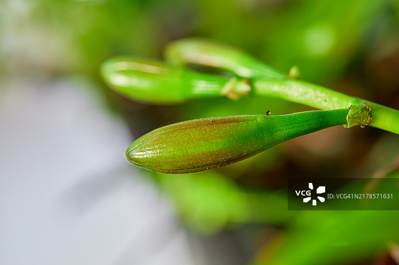 花园中卡特利亚兰花蕾的特写视图图片素材
