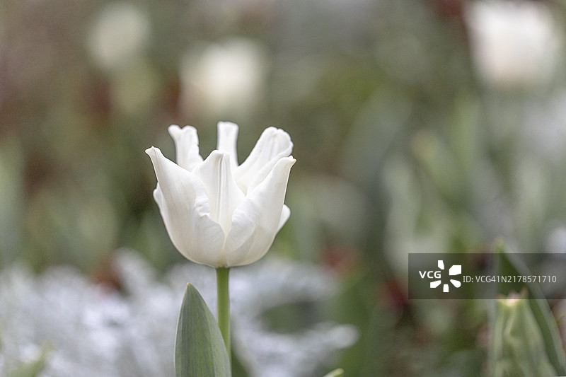白玫瑰特写图片素材