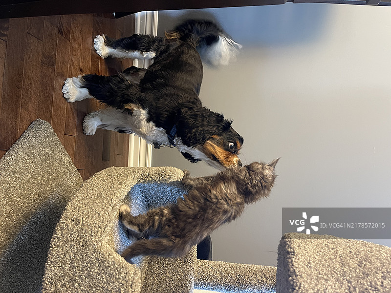 一只狗和一只猫互相嗅闻图片素材