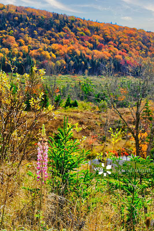 秋天探索新斯科舍省的巴德克图片素材