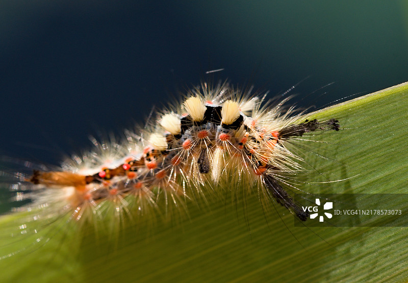 叶子上的昆虫特写图片素材