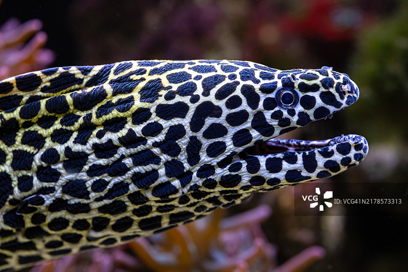 花纹鳗是一种大型鳗鱼，最大长度可达3米。图片素材