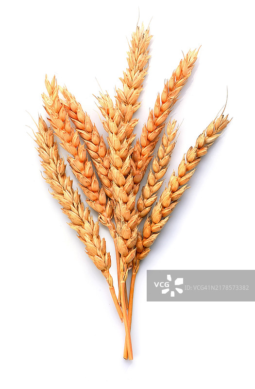 白色背景下的小麦特写图片素材