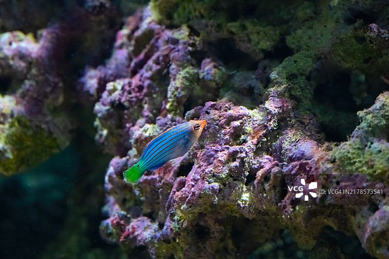 六线鱼是海洋鱼类的一种。图片素材