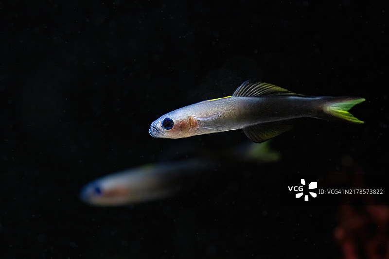 黑鳍飞鱼，黑鳍刀鱼或剪尾虾虎鱼图片素材