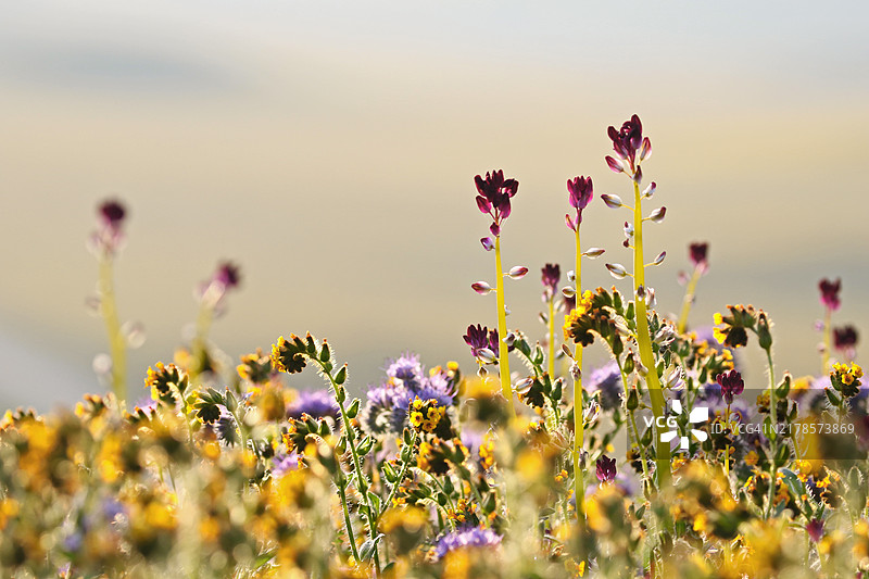 卡里佐平原国家纪念碑的沙漠蜡烛花（美国加利福尼亚州）图片素材