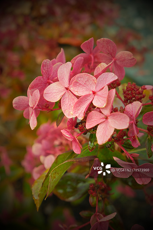 粉色开花植物的特写镜头图片素材