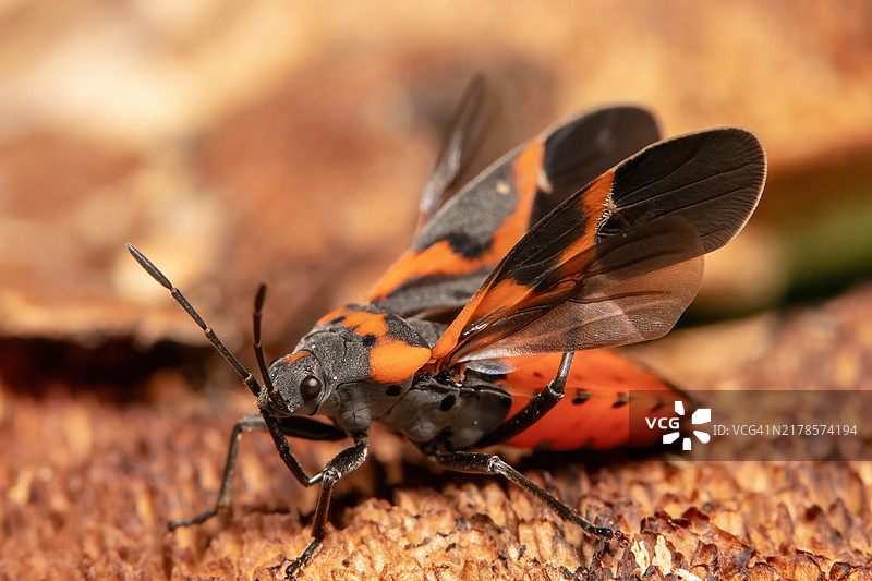 昆虫特写镜头图片素材