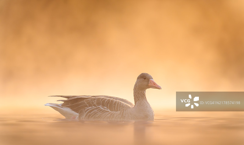 湖中游泳的鸭子特写图片素材