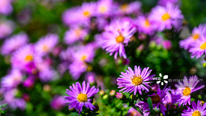 紫色花朵的特写图片素材