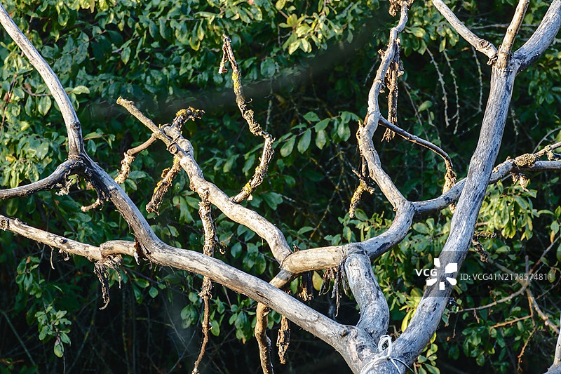 树枝特写图片素材