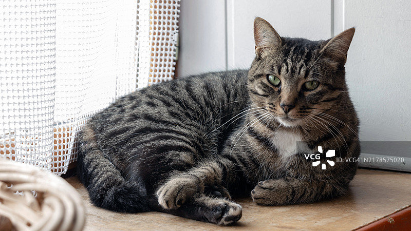 坐着的猫的特写肖像图片素材