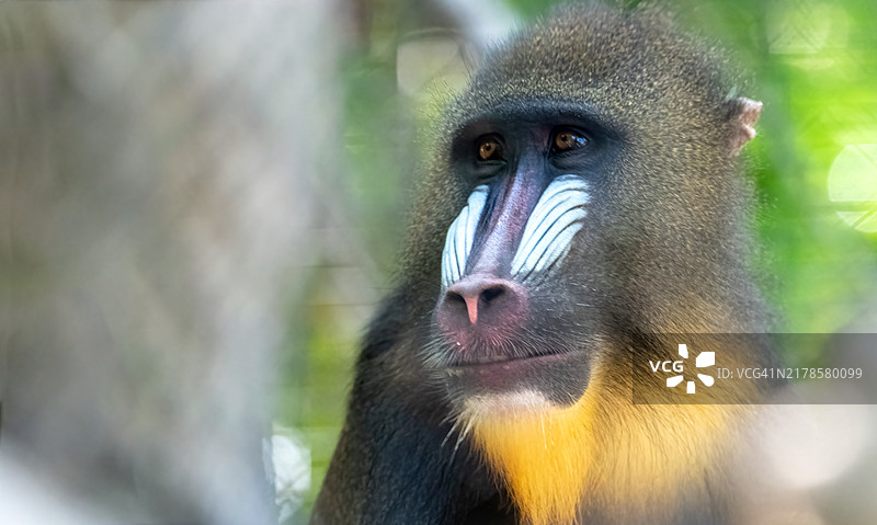 狒狒特写，圣地亚哥，加利福尼亚州，美国图片素材