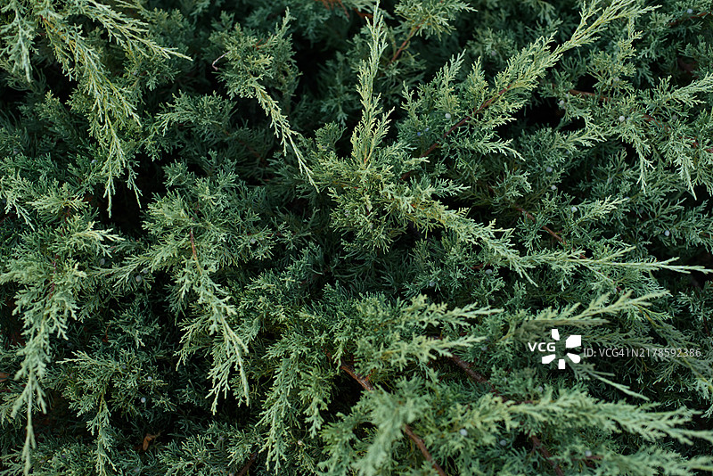 常绿松树枝特写图片素材