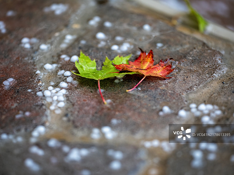 人行道上落叶上的冰雹图片素材