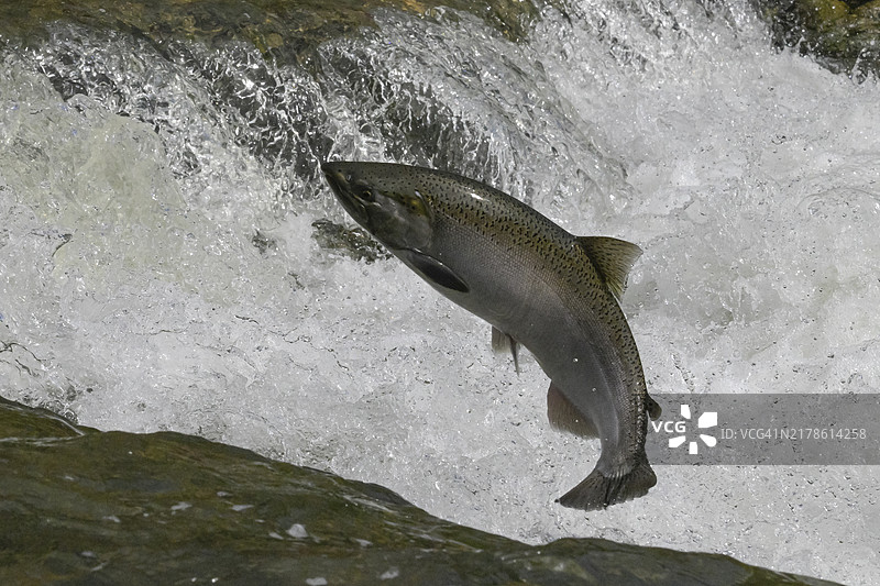 跃出水面的洄游鲑鱼图片素材