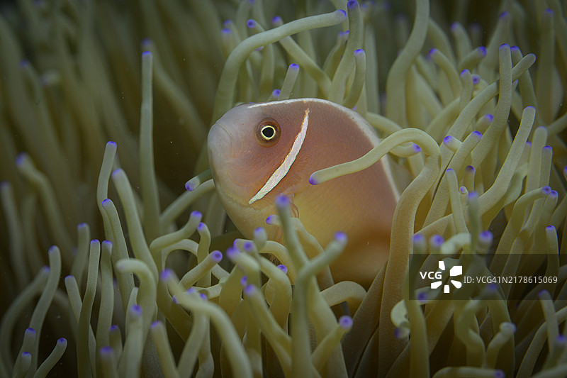 海葵中的小丑鱼图片素材