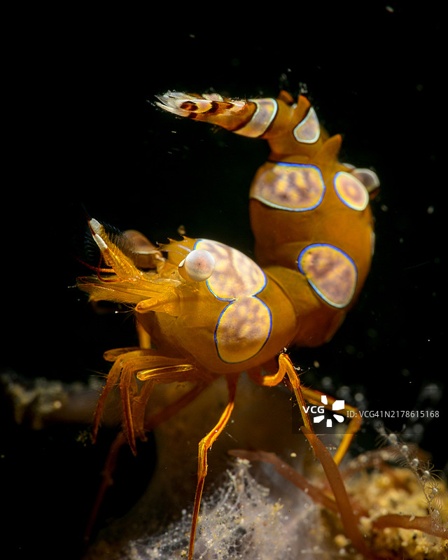 虾式深蹲图片素材