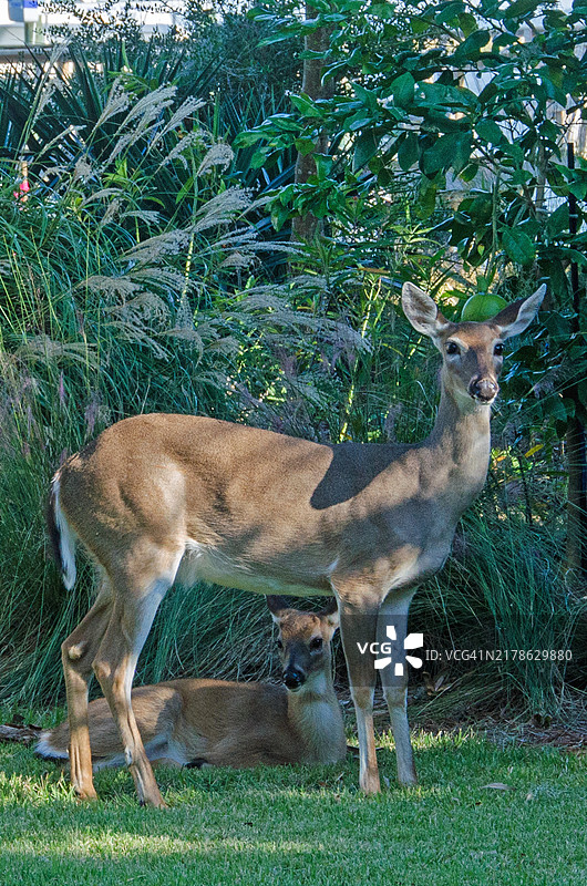 白尾鹿母子图片素材