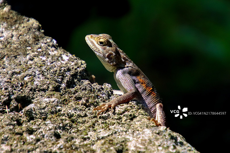 一只丽斑麻蜥图片素材