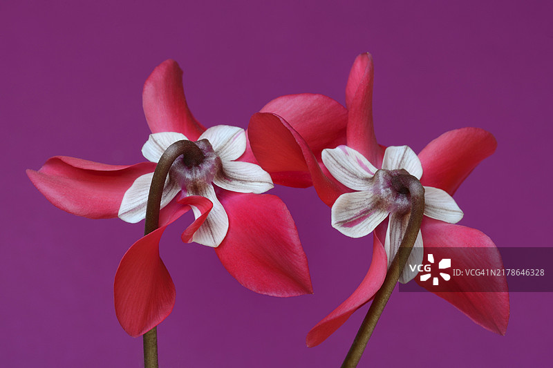 仙客来‘独家衬裙’，仙客来属，工作室拍摄图片素材