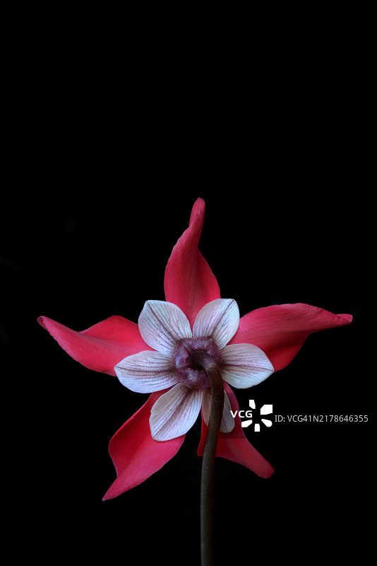 仙客来‘独家衬裙’，仙客来属，工作室拍摄图片素材