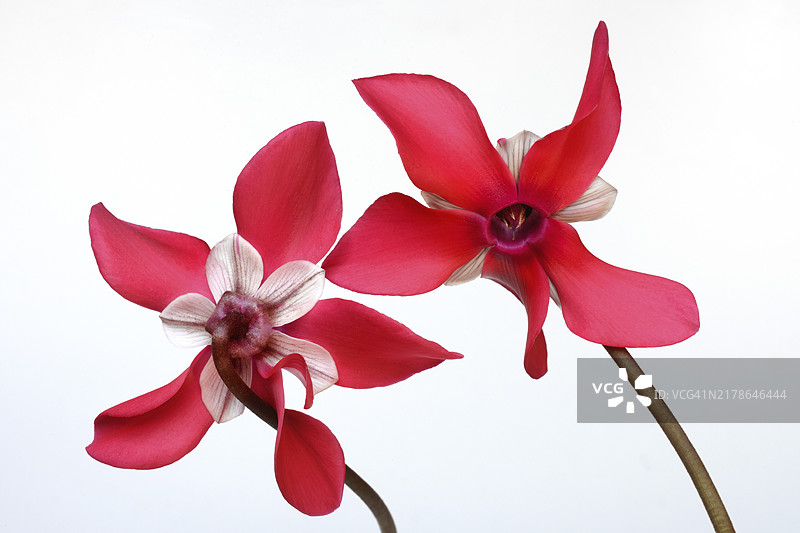 仙客来‘独家衬裙’，仙客来属，工作室拍摄图片素材