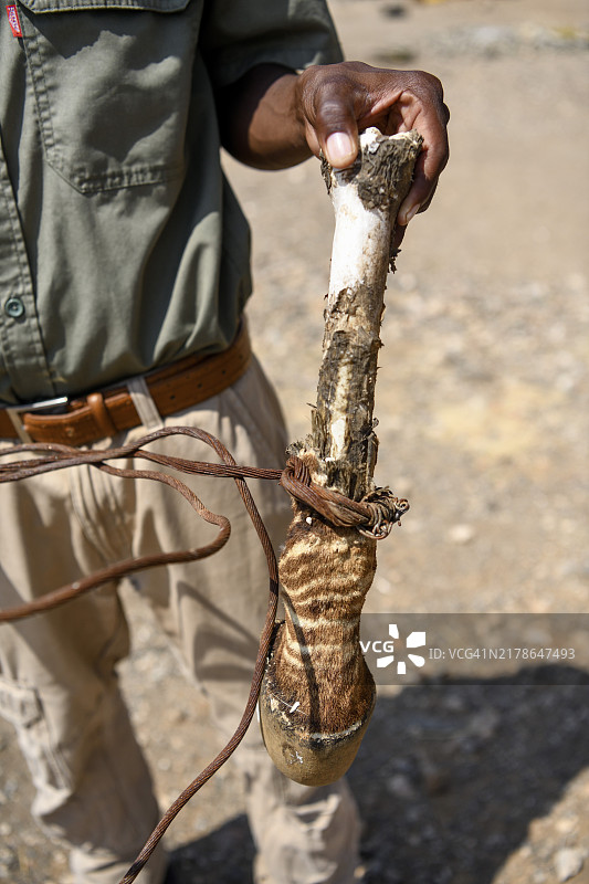 没收的偷猎者陷阱和斑马腿，Huab保护区，靠近纳米比亚库内内地区霍里哈斯，非洲图片素材