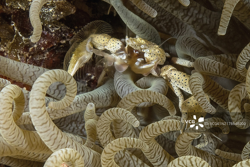 瓷蟹与海葵共生图片素材