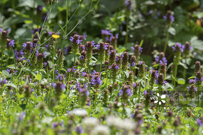巴伐利亚草甸上的夏枯草，德国，欧洲图片素材