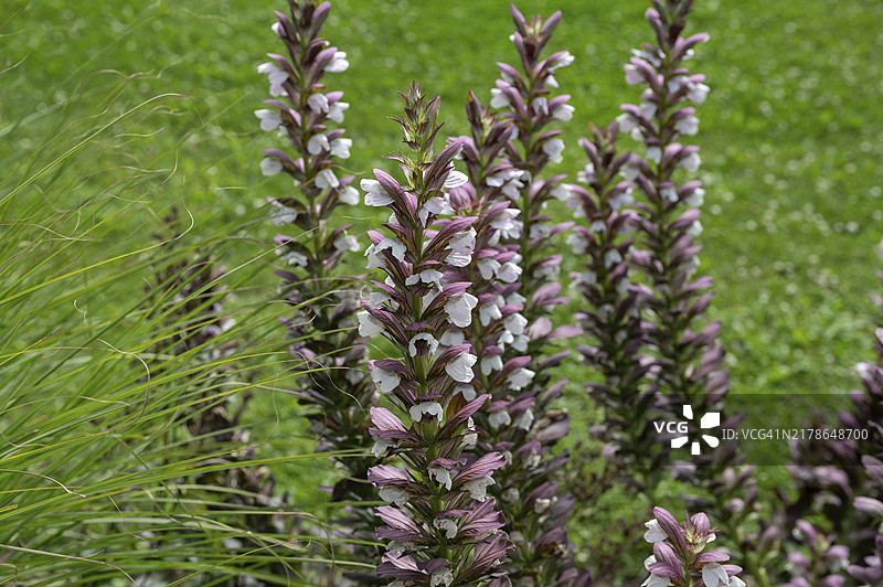 德国巴伐利亚Acanthus花图片素材