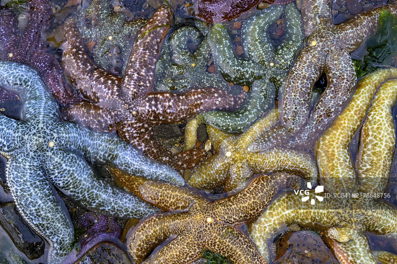 美国阿拉斯加州胡纳岩石上不同颜色和图案的彩色海星（棘皮动物）特写图片素材