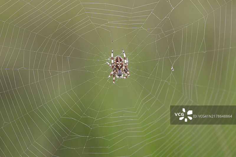 欧洲德国下萨克森，网中央的四点十字蜘蛛（Araneus quadratus）图片素材