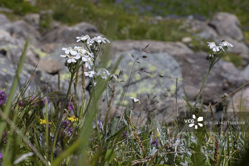 黑蓍草图片素材