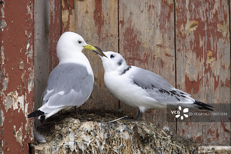 在巢穴中的三趾鸥图片素材