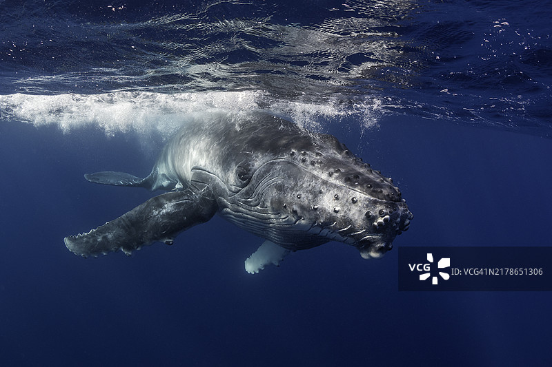 座头鲸特写图片素材