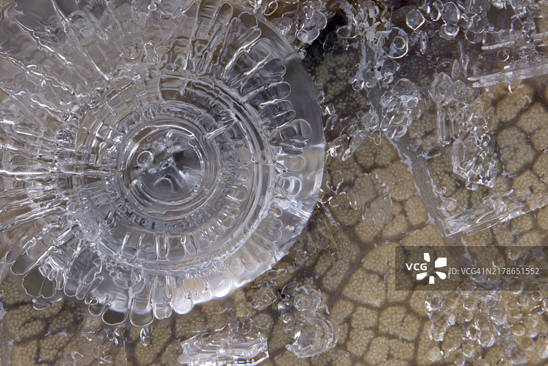 橡树叶上的冰晶图片素材