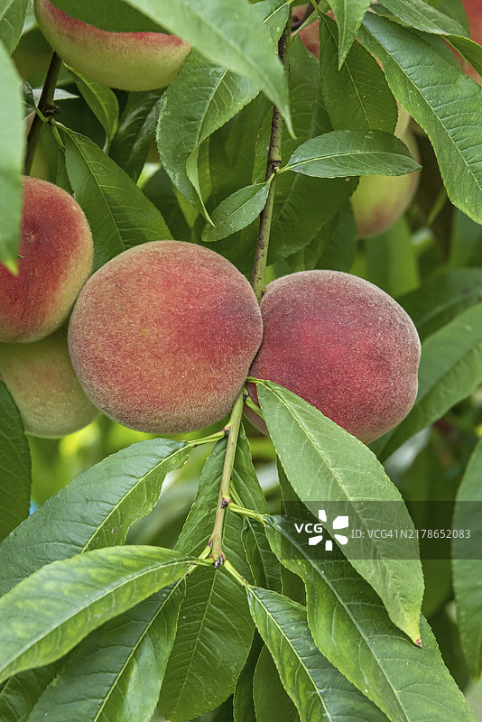 桃子（Prunus persica 'Benedicte'）图片素材
