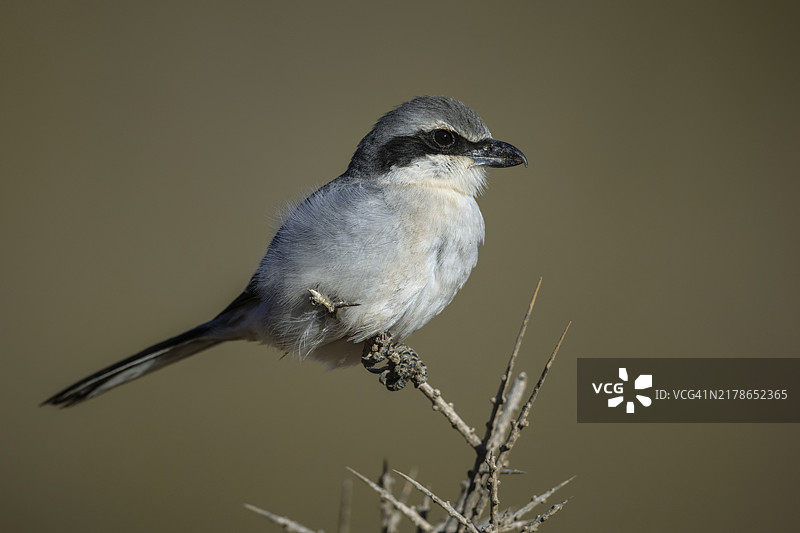 灰伯劳图片素材