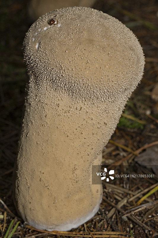 赭色泡囊腹菌子实体图片素材