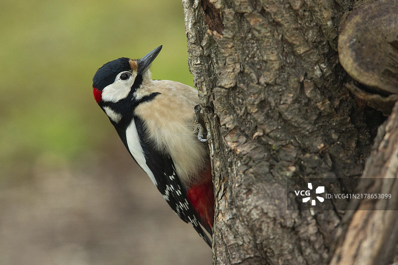 雄性大斑啄木鸟悬挂在树干上，在右侧可见图片素材