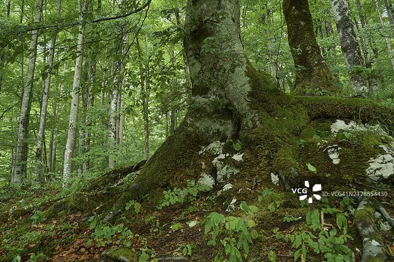 斯洛文尼亚特里格拉夫国家公园山地森林中长满苔藓和地衣的山毛榉树图片素材