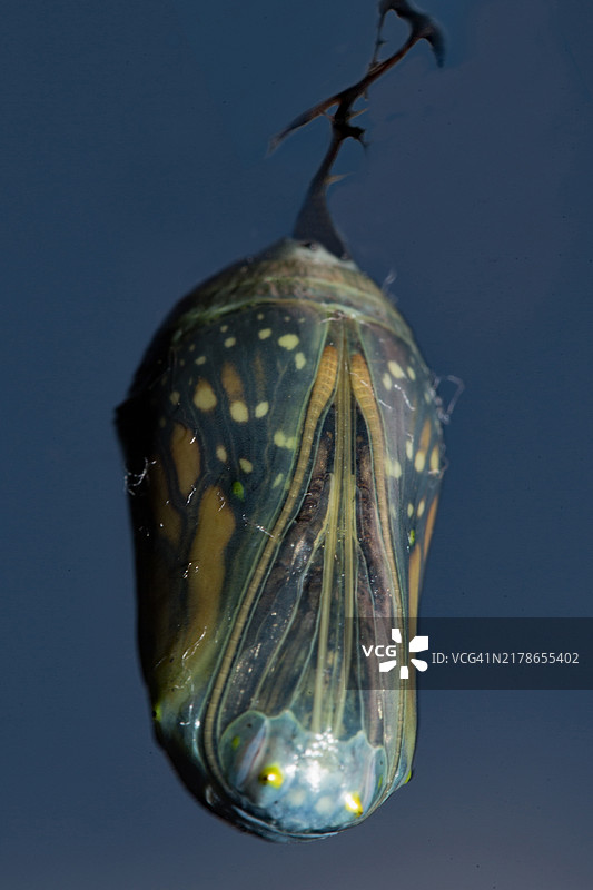 蓝天下悬挂在树枝上的帝王蝶蛹图片素材