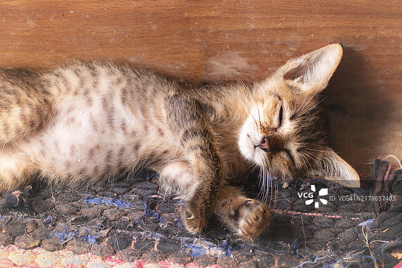 一只可爱的小猫在温暖舒适的地毯上平静地睡觉，宠物居家生活的坦率可爱瞬间图片素材