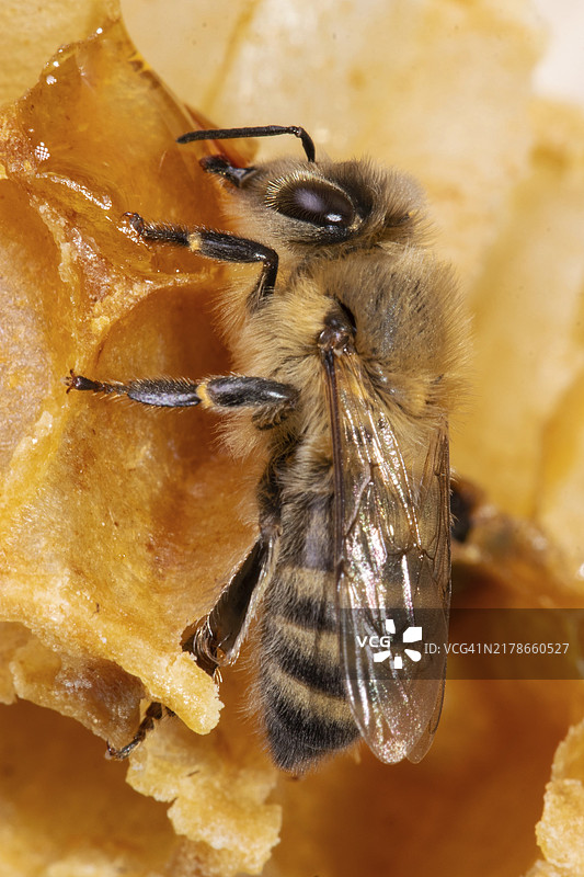 蜜蜂停留在蜂巢上向左看图片素材