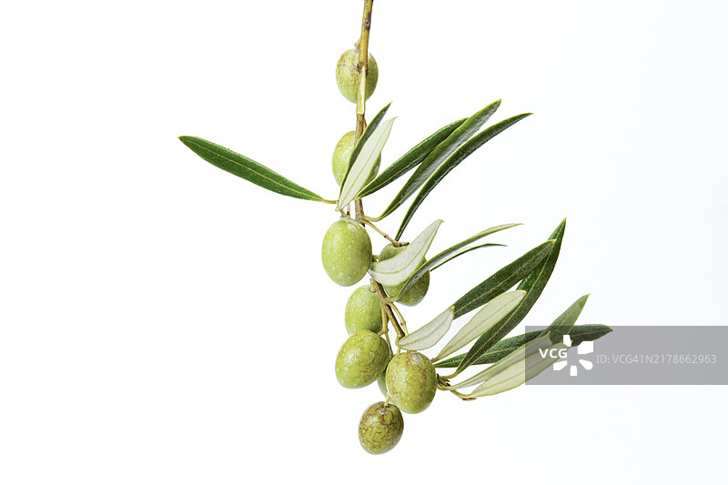 白色背景上带有露珠的绿色橄榄枝图片素材