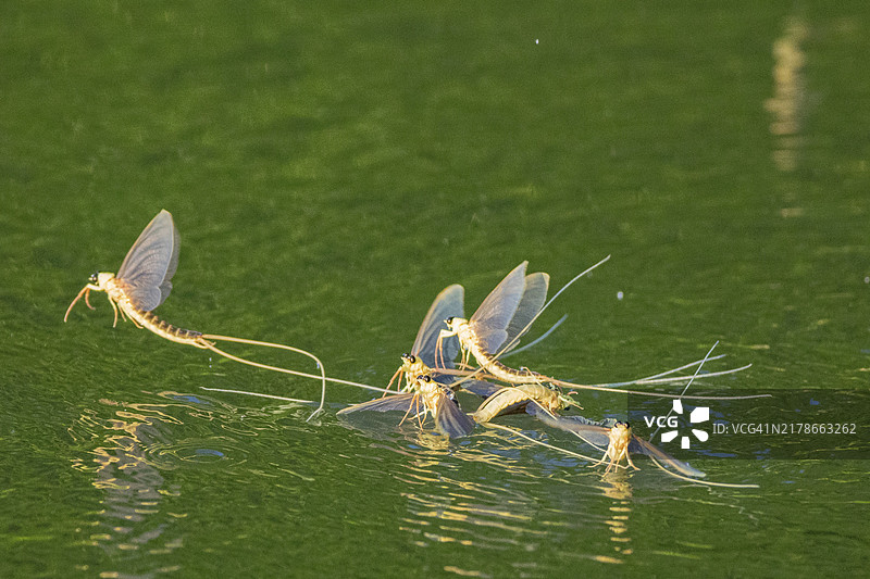 长尾蜉蝣，匈牙利蒂萨河图片素材