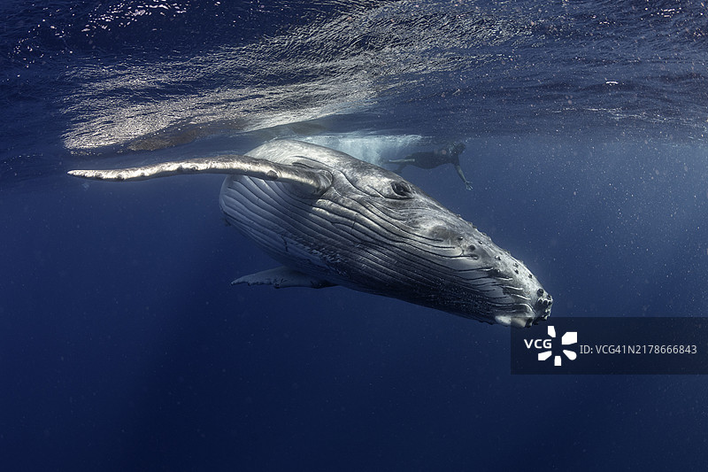 座头鲸正面特写图片素材